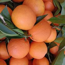 重庆奉节脐橙产地直发大量上市保质保量欢迎来电