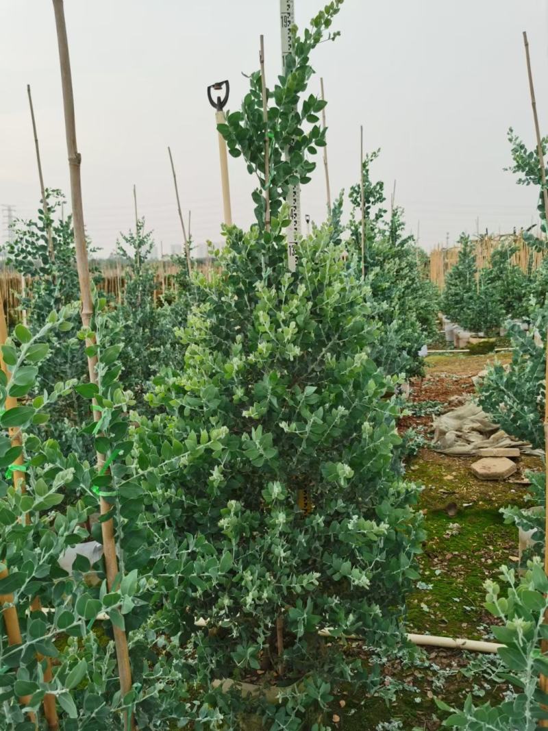 银合欢佛山三水基地直销，批发价格，开花绿植