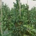 银合欢佛山三水基地直销，批发价格，开花绿植