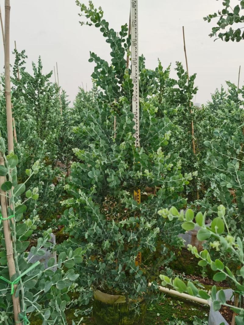 银合欢佛山三水基地直销，批发价格，开花绿植