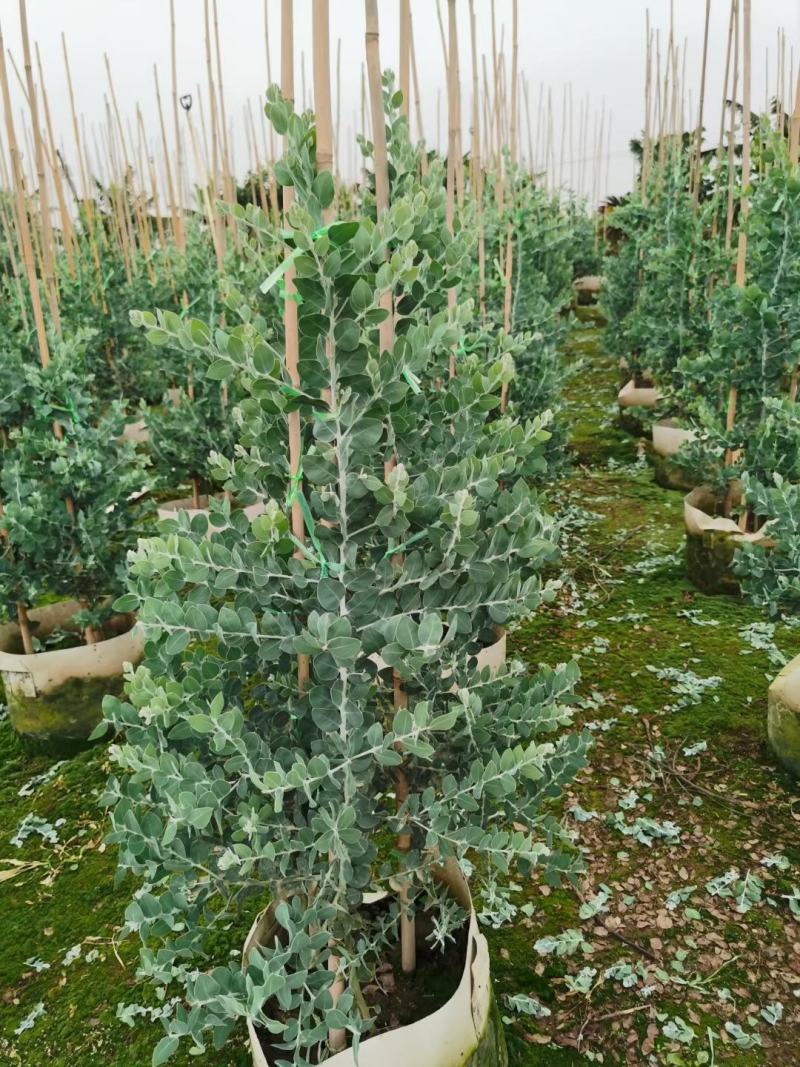 银合欢佛山三水基地直销，批发价格，开花绿植