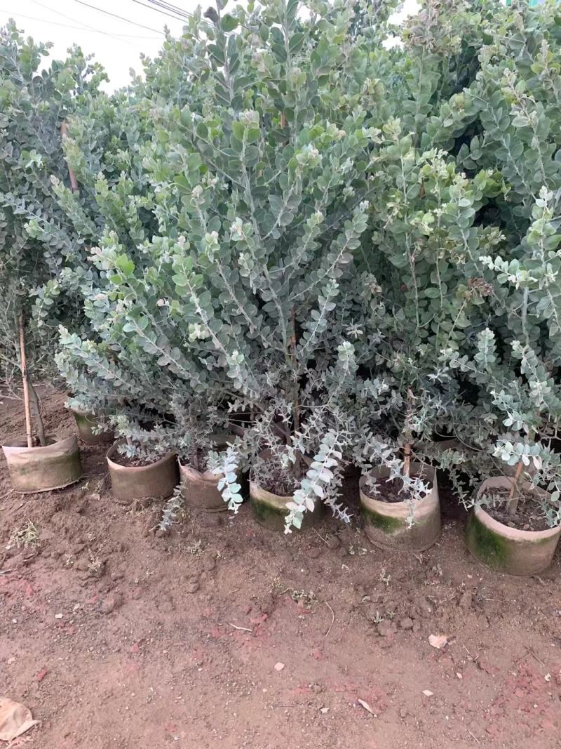 银合欢佛山三水基地直销，批发价格，开花绿植