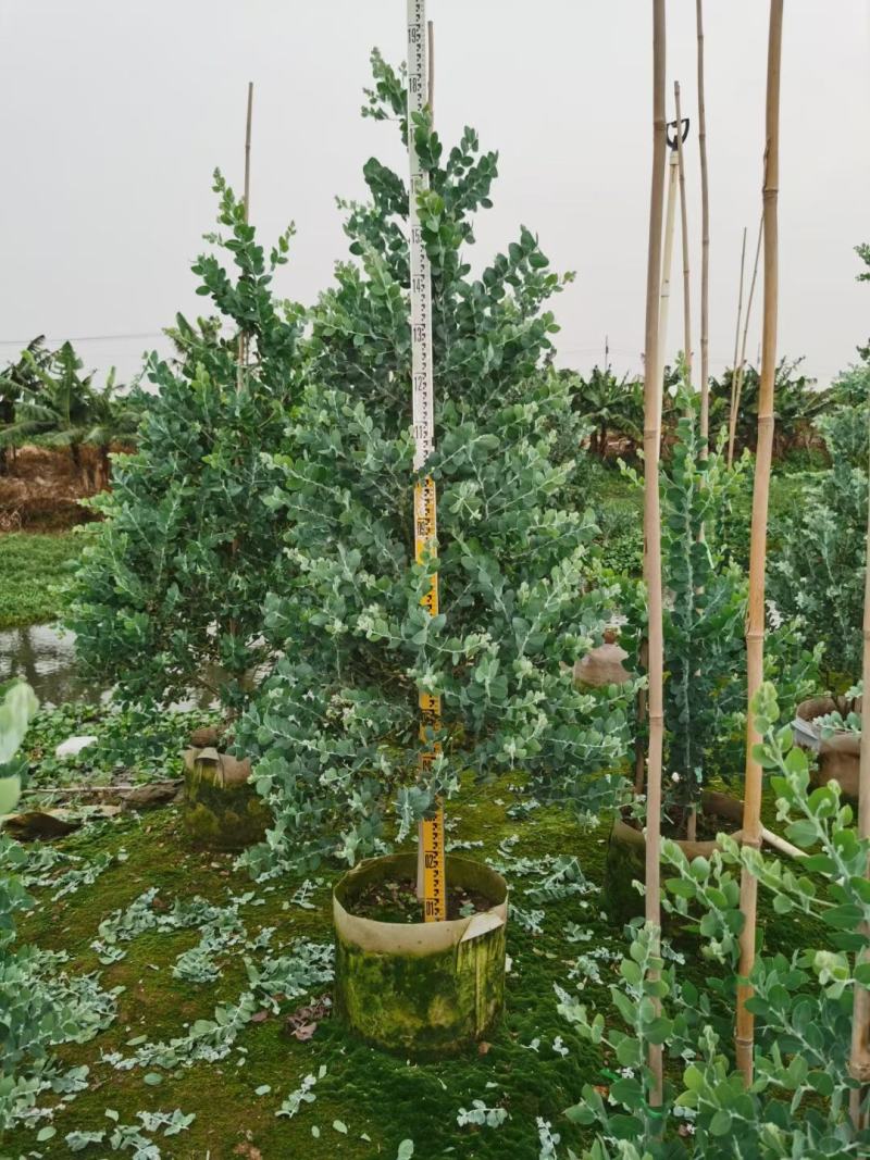银合欢佛山三水基地直销，批发价格，开花绿植