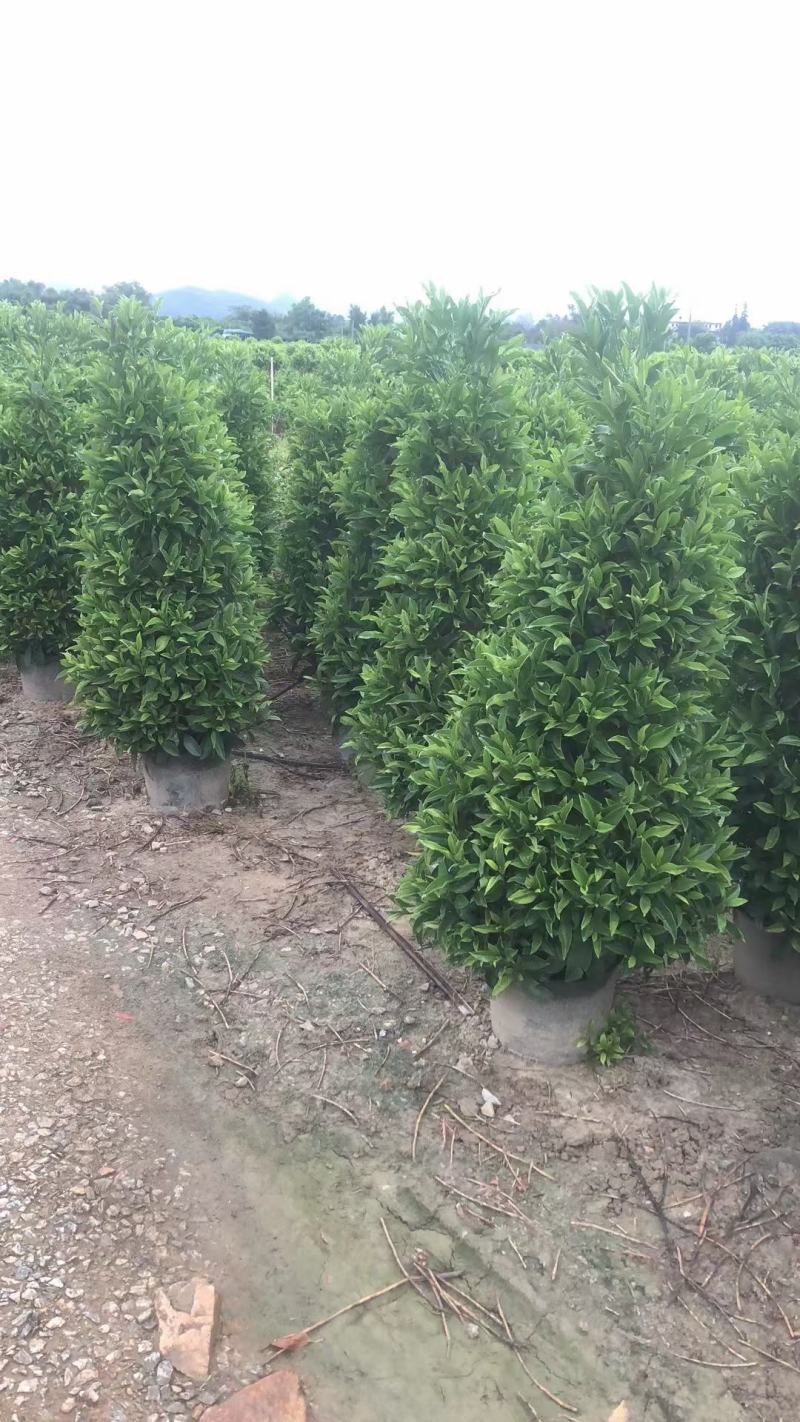基地直销各类苗木塔茉莉，基地直发，批发价格