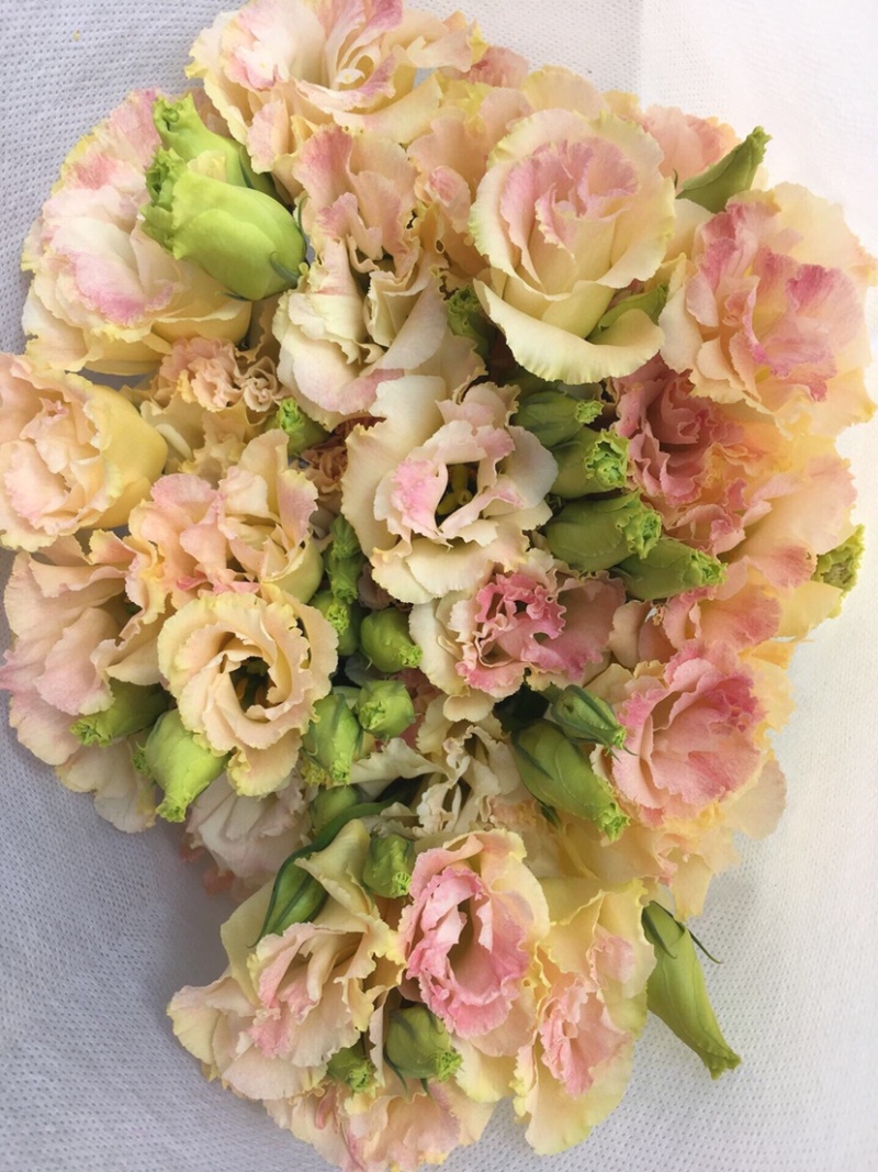 洋桔梗鲜切花云南鲜花基地直供颜色齐全鲜花批发零售