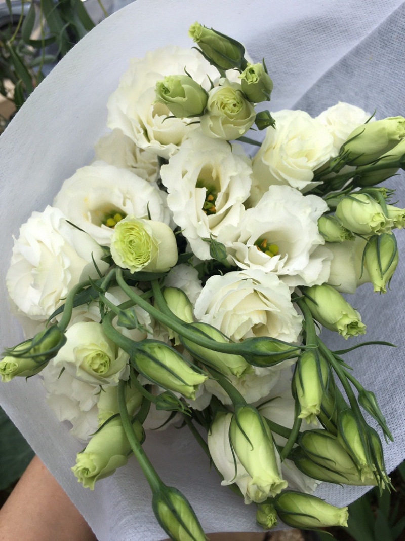 洋桔梗鲜切花云南鲜花基地直供颜色齐全鲜花批发零售
