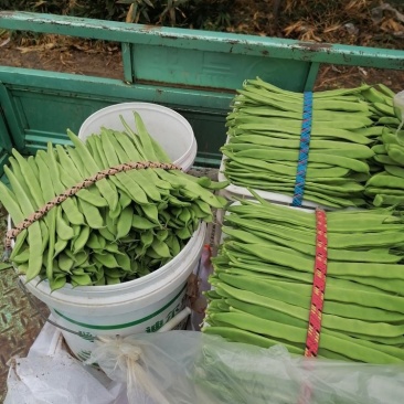 商河扁青芸豆