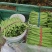 商河扁青芸豆