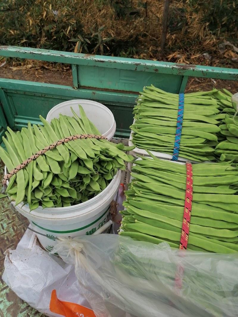 商河扁青芸豆