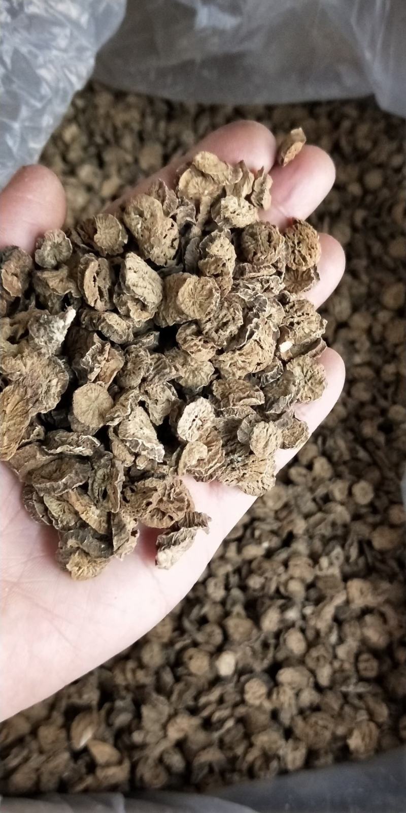 牛蒡根，山东牛蒡，黄金牛蒡茶，牛蒡中圆片