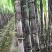 安徽黑皮甘蔗欢迎全国的老板前来考察口感脆甜大量批发供应