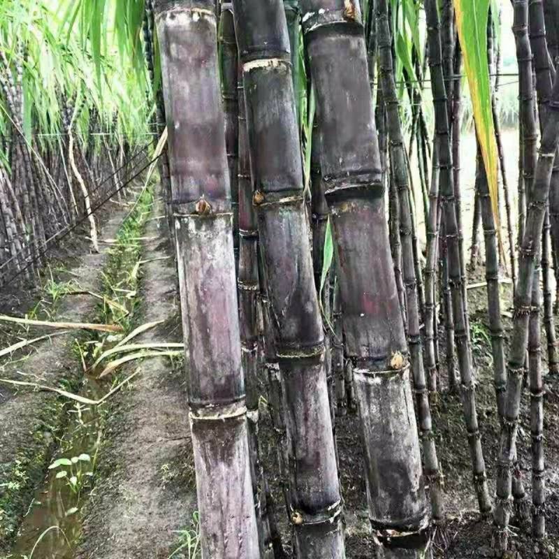 安徽黑皮甘蔗欢迎全国的老板前来考察口感脆甜大量批发供应