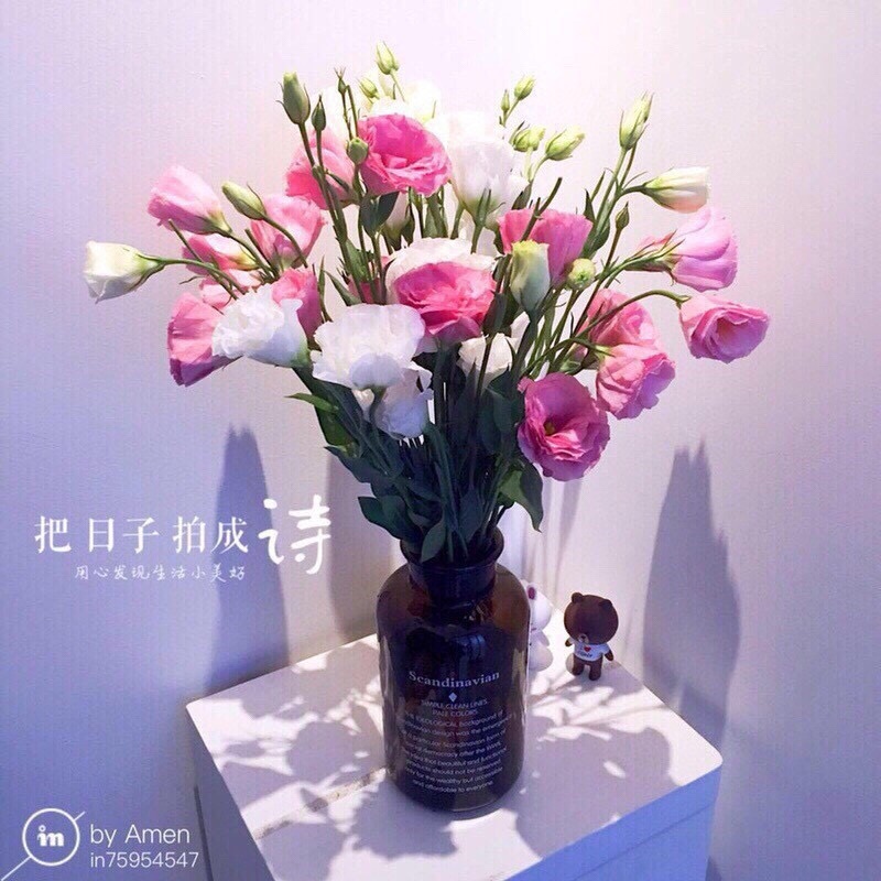 洋桔梗鲜切花云南鲜花基地直供颜色齐全鲜花批发零售