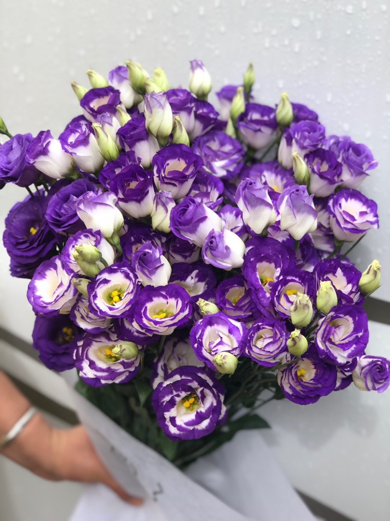 包邮一件代发洋桔梗鲜切花云南鲜花基地直发