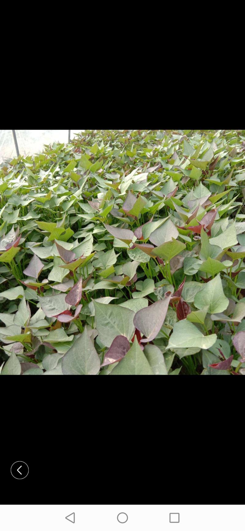 大量出售各种脱毒红薯苗，量大从优，新品种大量上市，