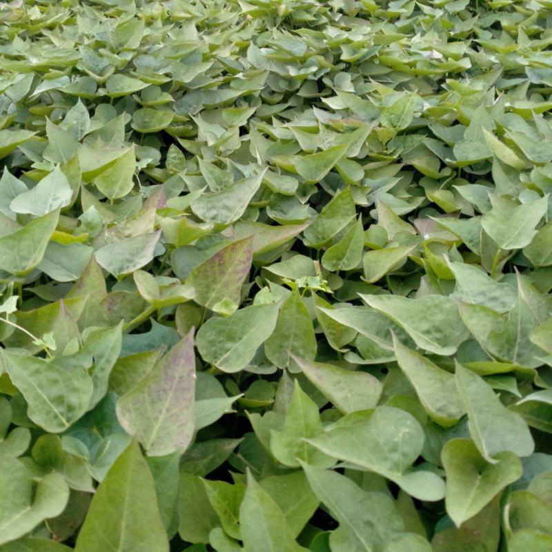 大量出售各种脱毒红薯苗，量大从优，新品种大量上市，
