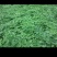 大量出售各种脱毒红薯苗，量大从优，新品种大量上市，