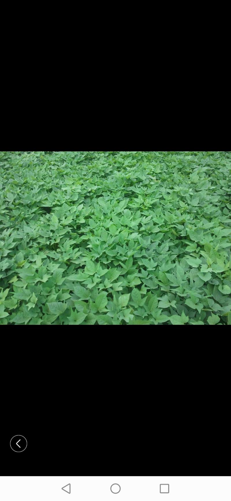 大量出售各种脱毒红薯苗，量大从优，新品种大量上市，