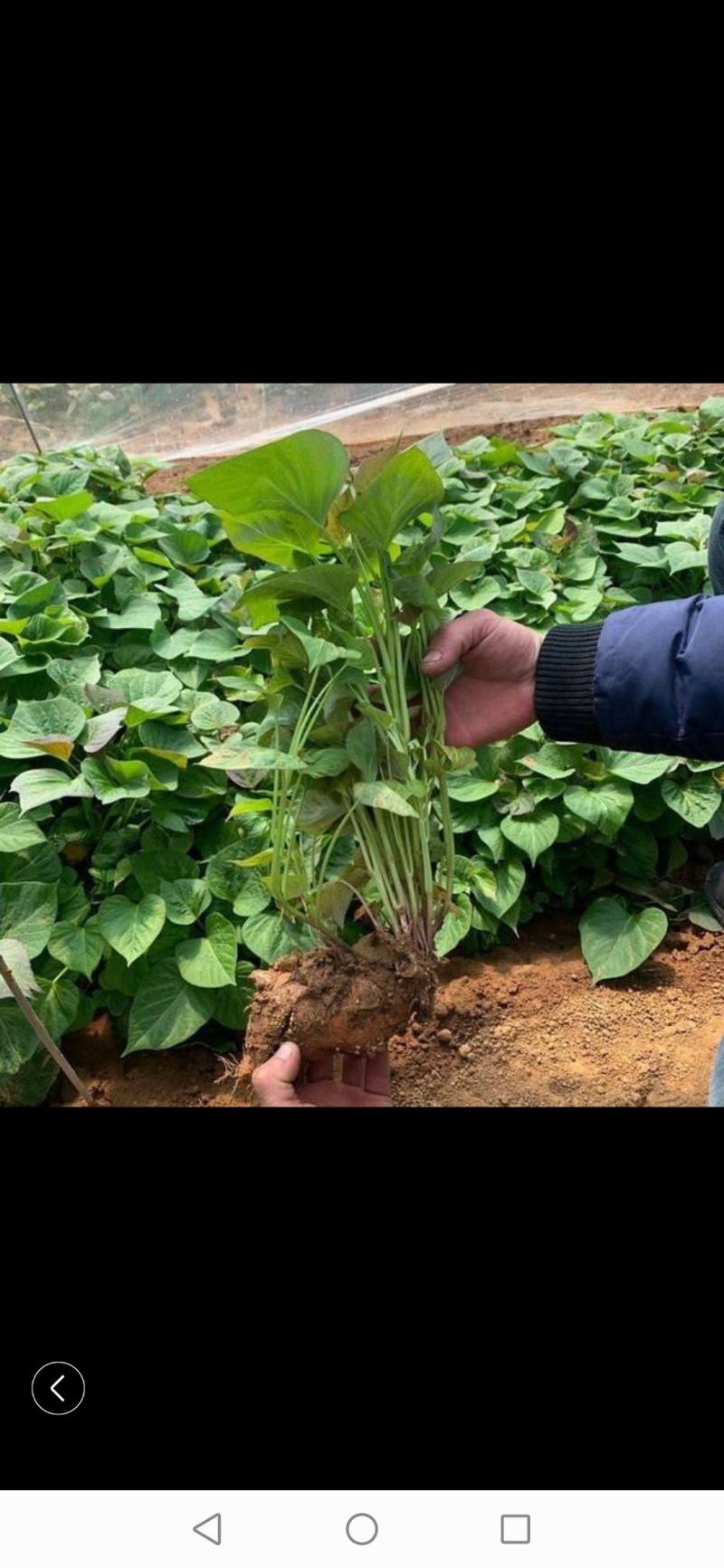 大量出售各种脱毒红薯苗，量大从优，新品种大量上市，