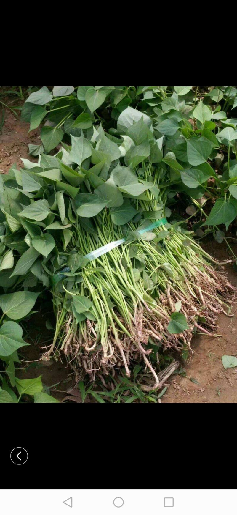大量出售各种脱毒红薯苗，量大从优，新品种大量上市，