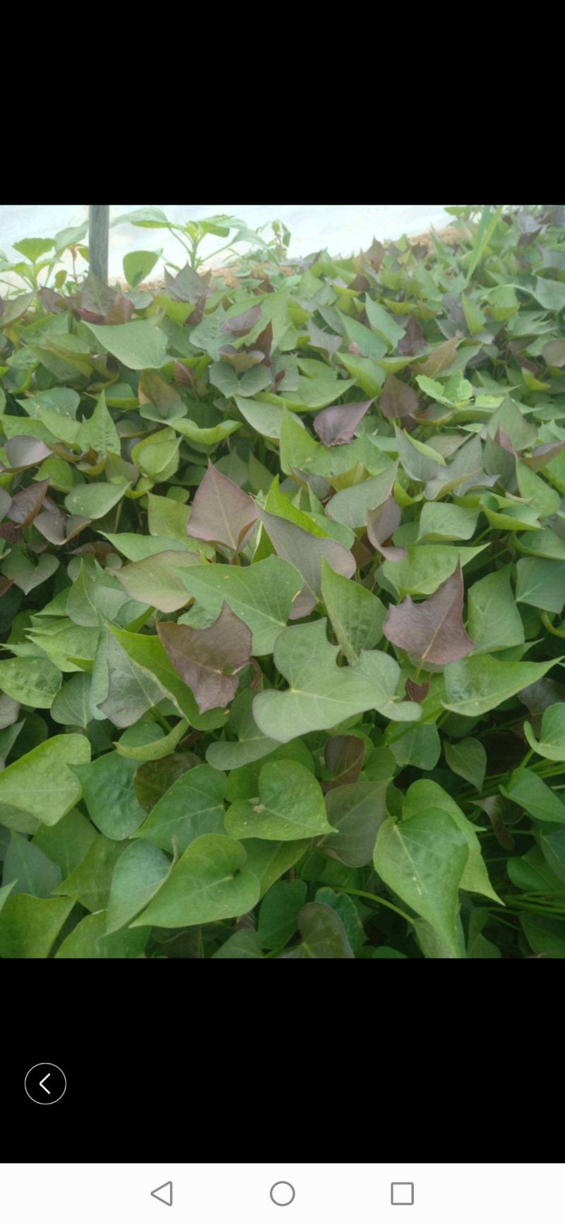 大量出售各种脱毒红薯苗，量大从优，新品种大量上市，