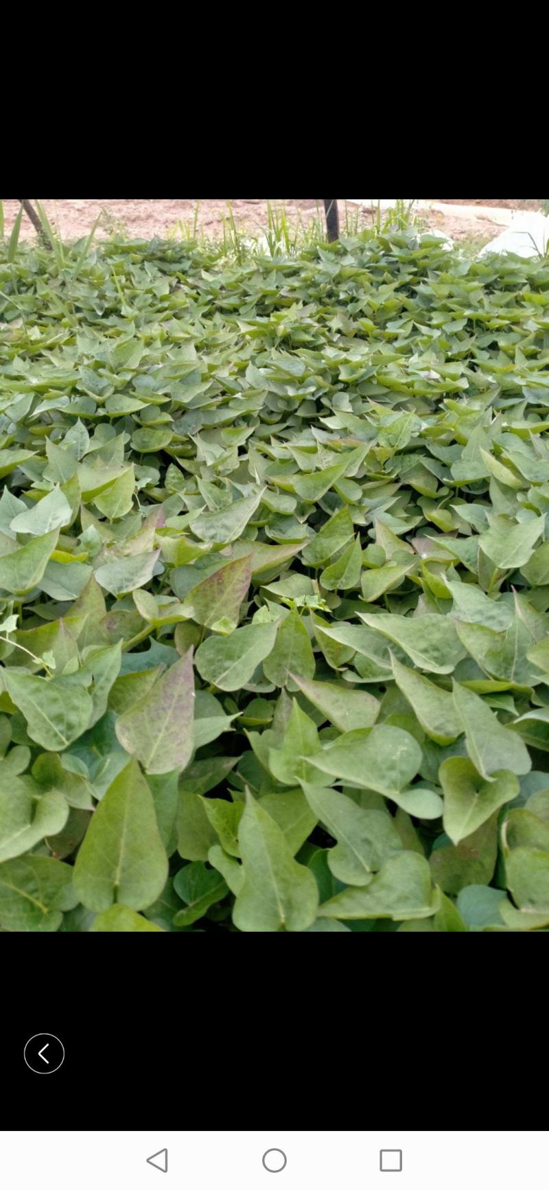 大量出售各种脱毒红薯苗，量大从优，新品种大量上市，