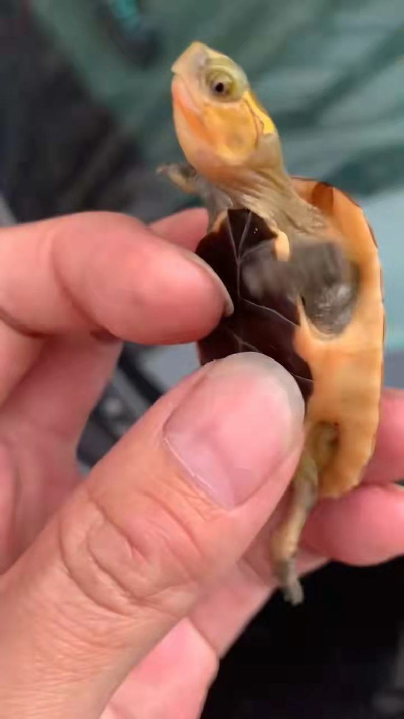 家养精品缘龟苗少量精品缘苗喜欢缘龟的来咯！