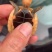 家养精品缘龟苗少量精品缘苗喜欢缘龟的来咯！