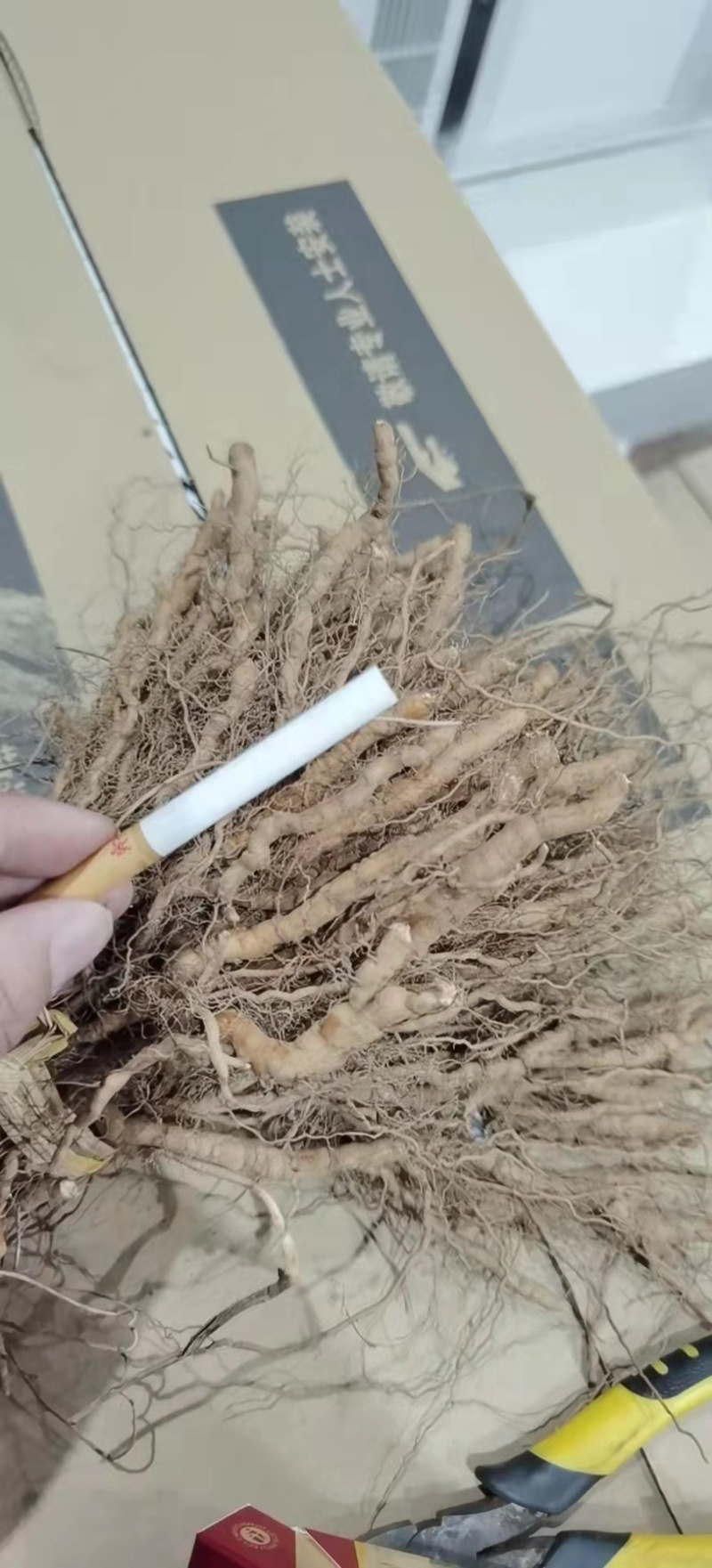 江西粉防己，种苗，土木香种苗，品种纯正。