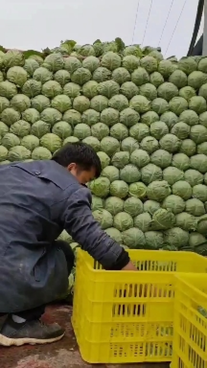 陕西中甘，甘蓝大量上市，货源充足，欢迎订购