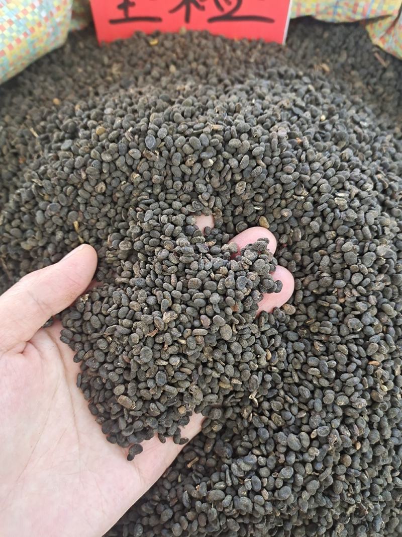 补骨脂故芷过风筛无熏硫干净无杂质地道中药材