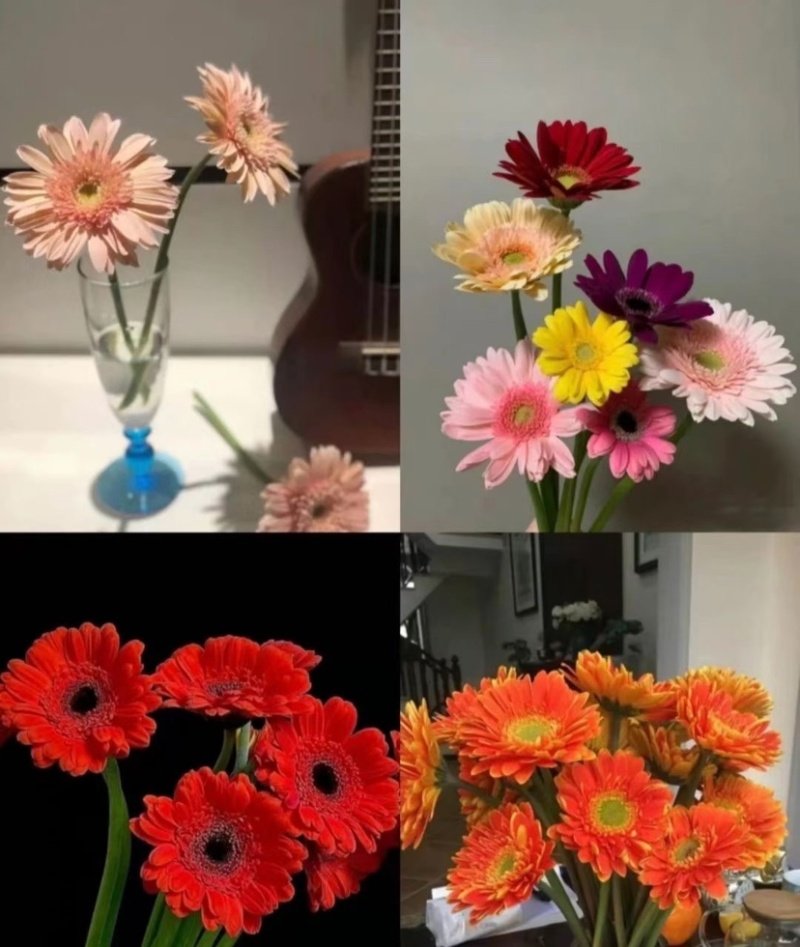 包邮扶郎花非洲菊太阳花非洲菊云南鲜花基地直发