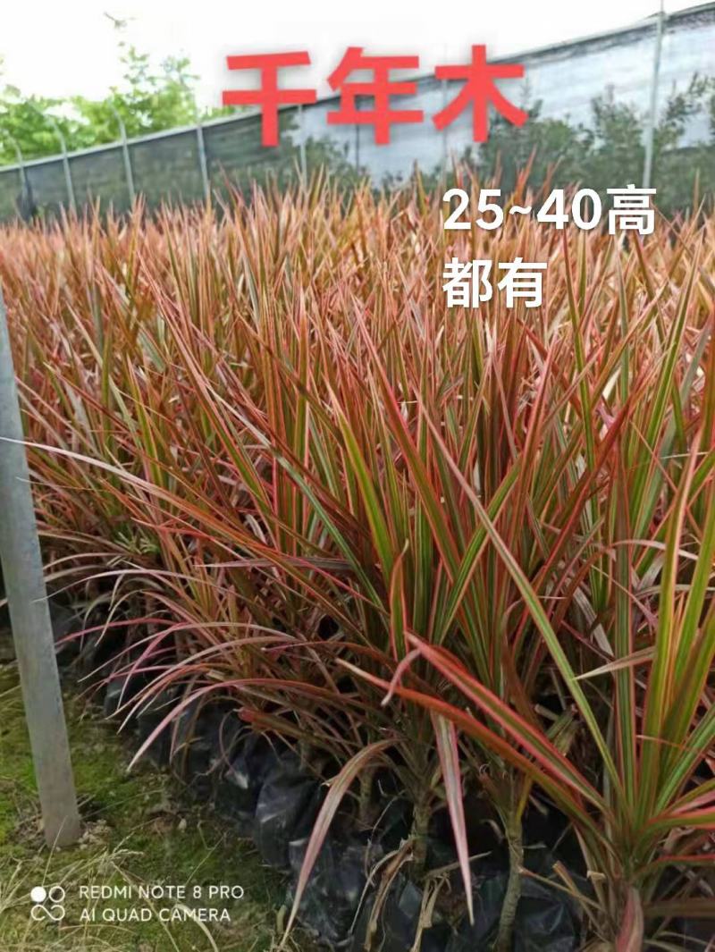 五彩千年木福建漳州马尾铁农户直销价大小规格袋苗