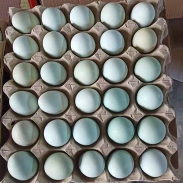 大量批发小绿壳鸡蛋绿壳乌鸡蛋绿壳土鸡蛋当天产保新鲜