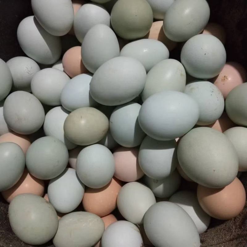 大量批发小绿壳鸡蛋绿壳乌鸡蛋绿壳土鸡蛋当天产保新鲜