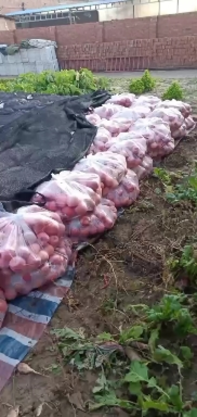 大量批发陕西洛川苹果又甜又脆，水分充足，大量现货