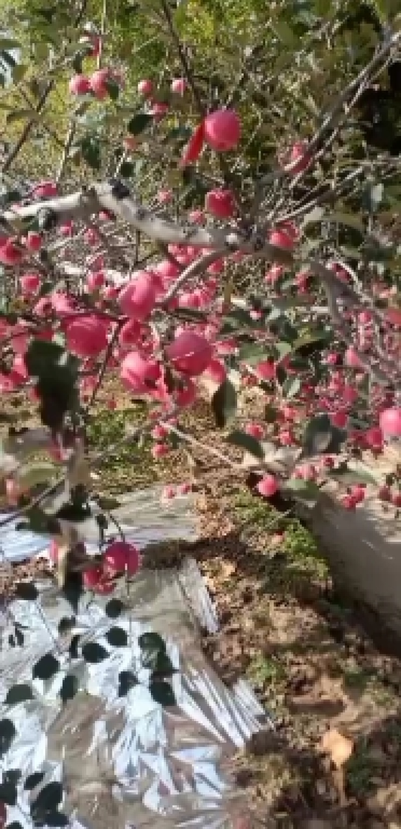 大量批发陕西洛川苹果又甜又脆，水分充足，大量现货