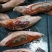 【批发】山东烟台原产地烟薯25蜜薯红薯香甜流油原产地直发
