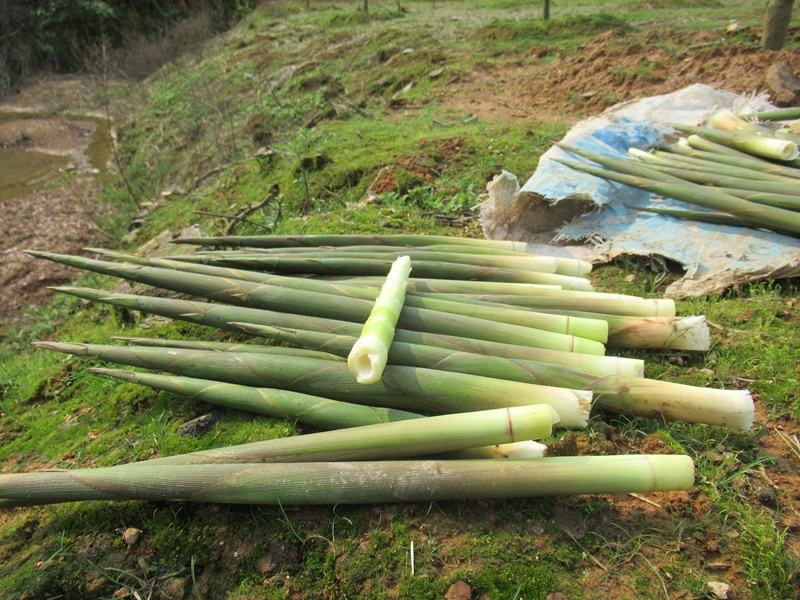 竹笋新鲜采摘图