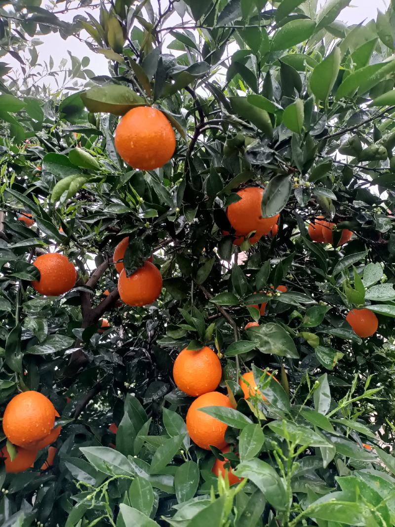 奉节脐橙