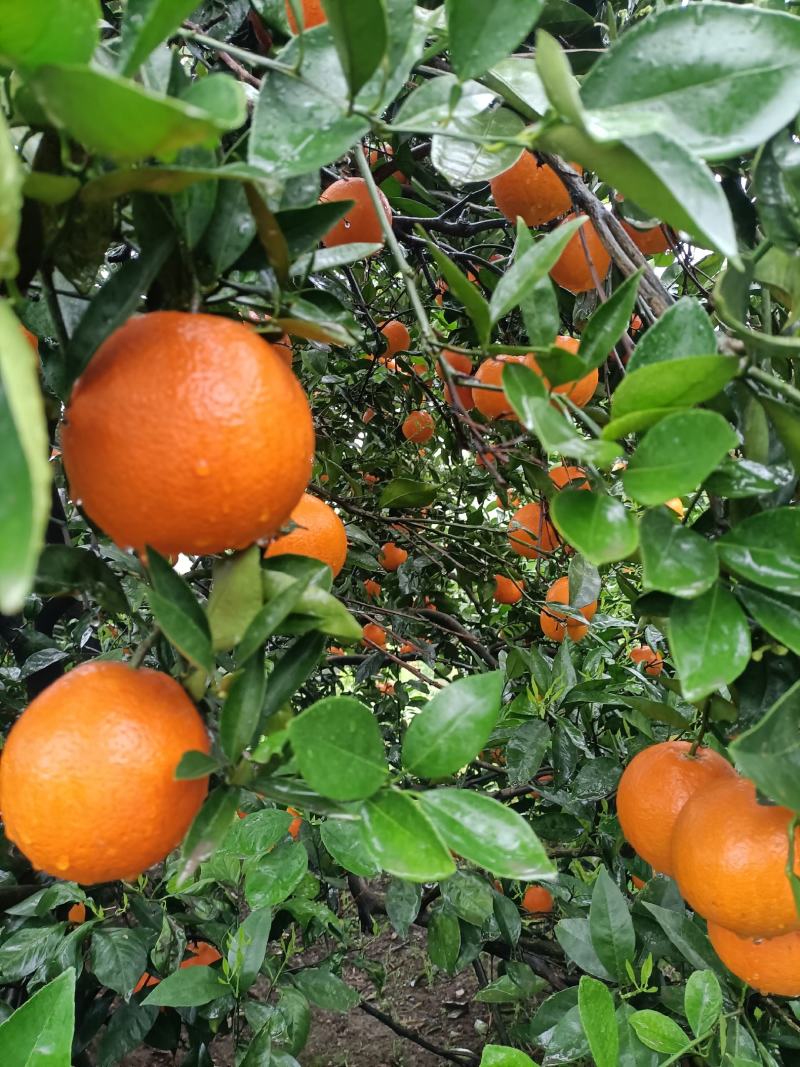 奉节脐橙