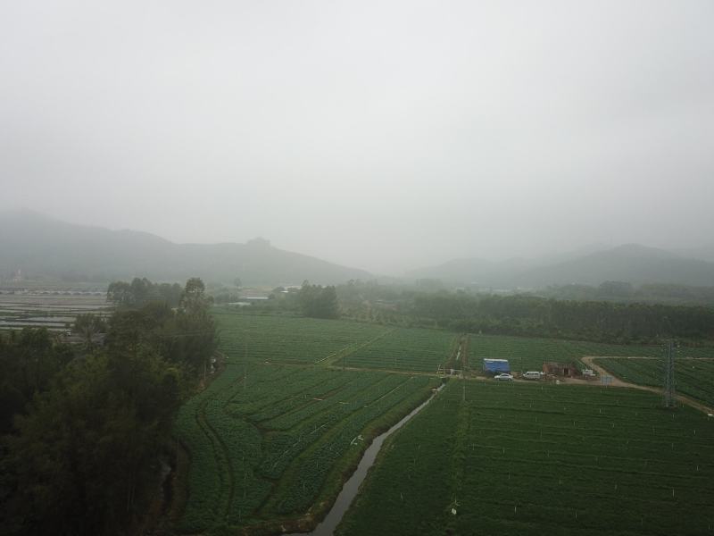 番薯叶基地直供，品质有保障，常年供应，田头冷库保鲜，