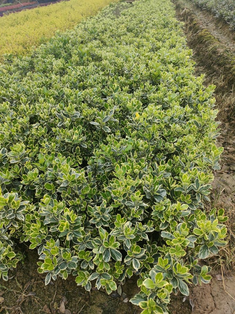 金边黄杨小苗黄杨小毛球冠幅15/25cm