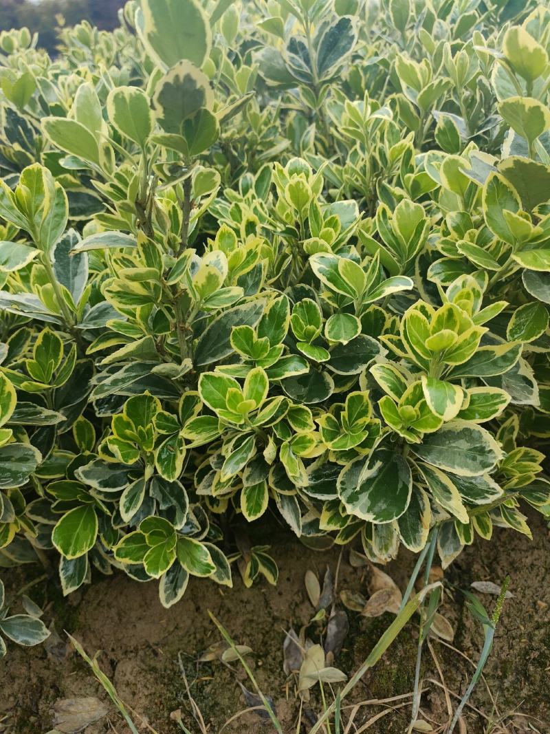 金边黄杨小苗黄杨小毛球冠幅15/25cm