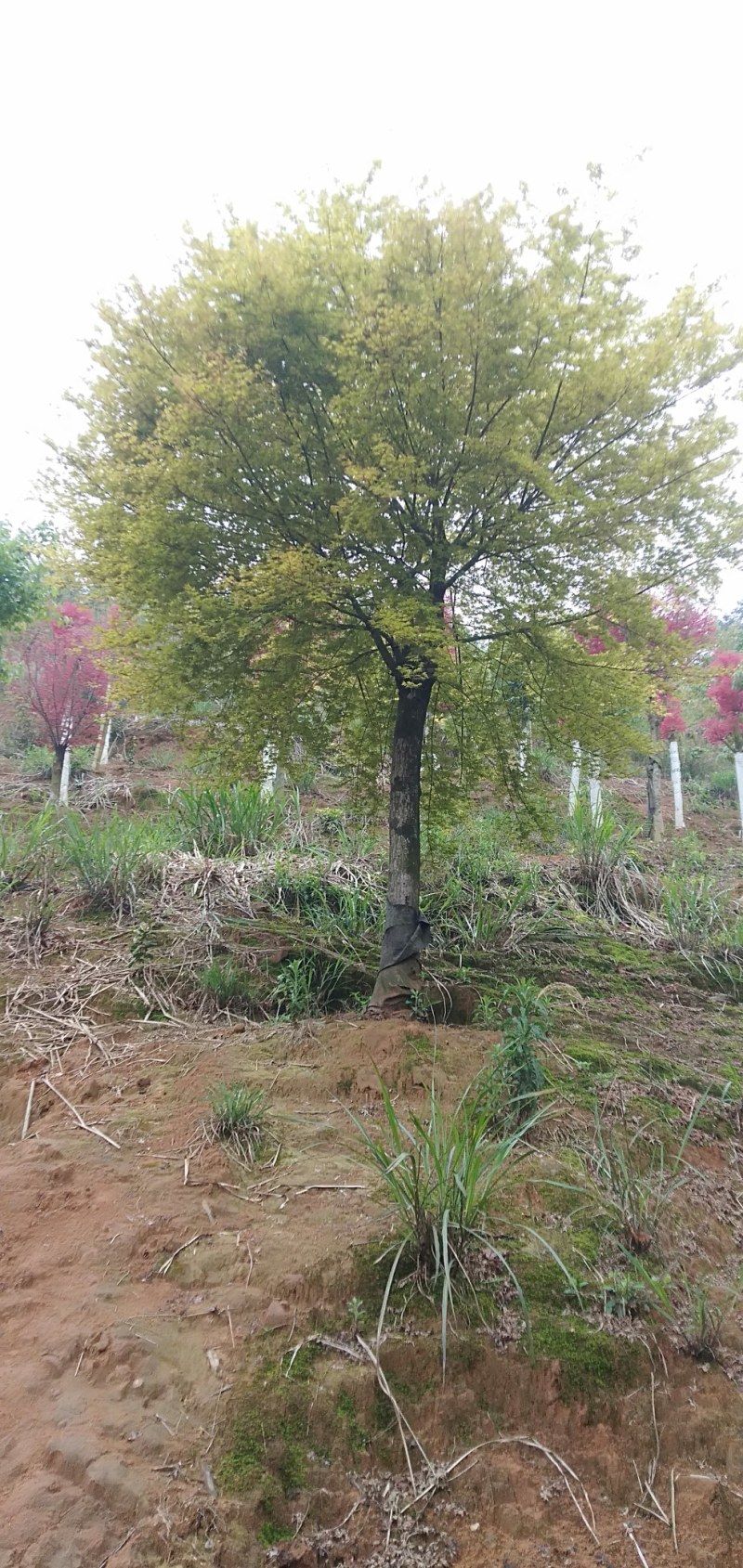 黄金枫5—50公分大量有货……自家种植实惠