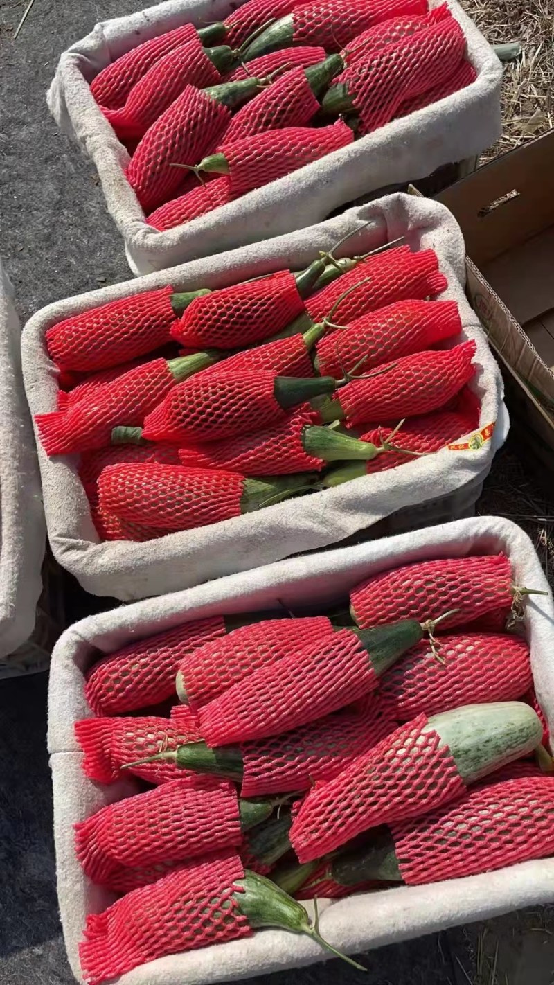 博洋甜瓜大量上市需要联系