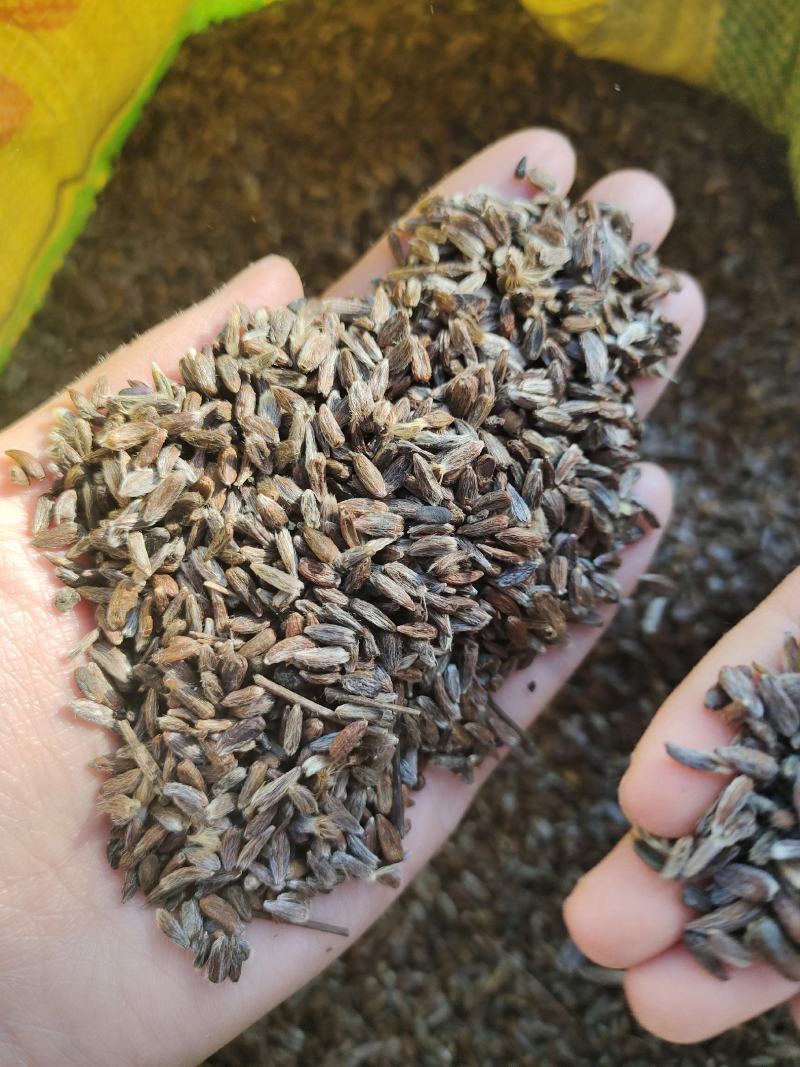 【优选商家】关苍术种子，白茬子苍术种子，质量保证，芽率高