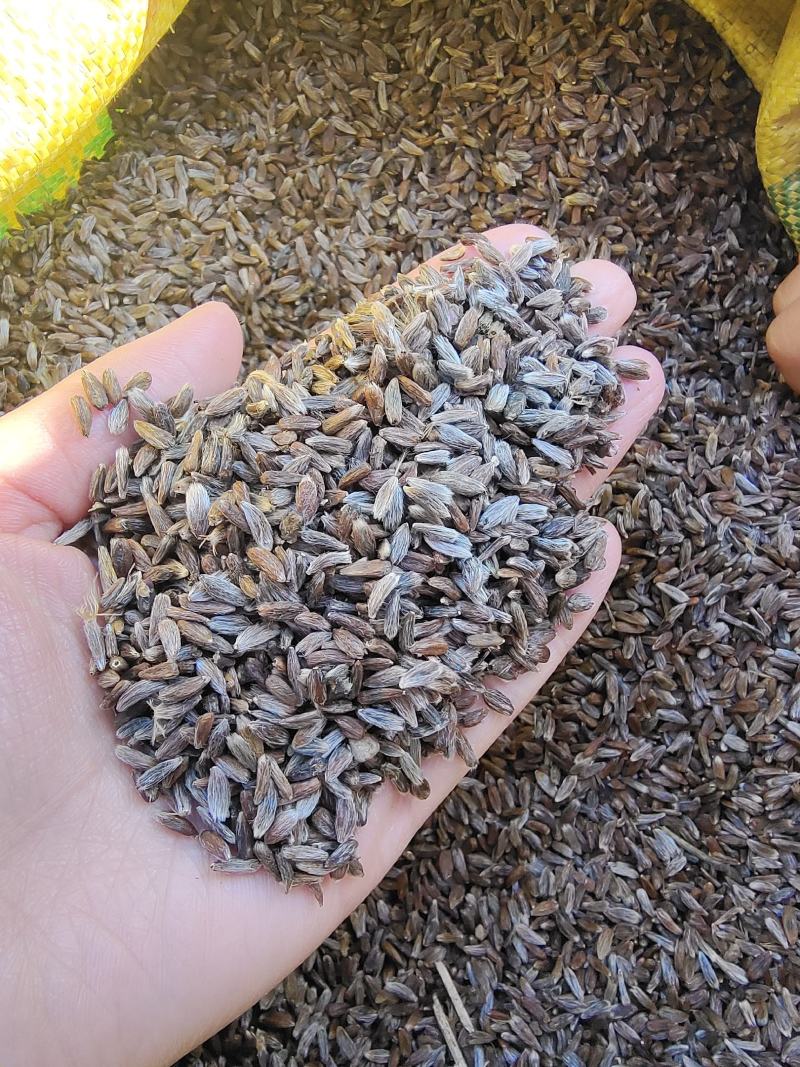 【优选商家】关苍术种子，白茬子苍术种子，质量保证，芽率高