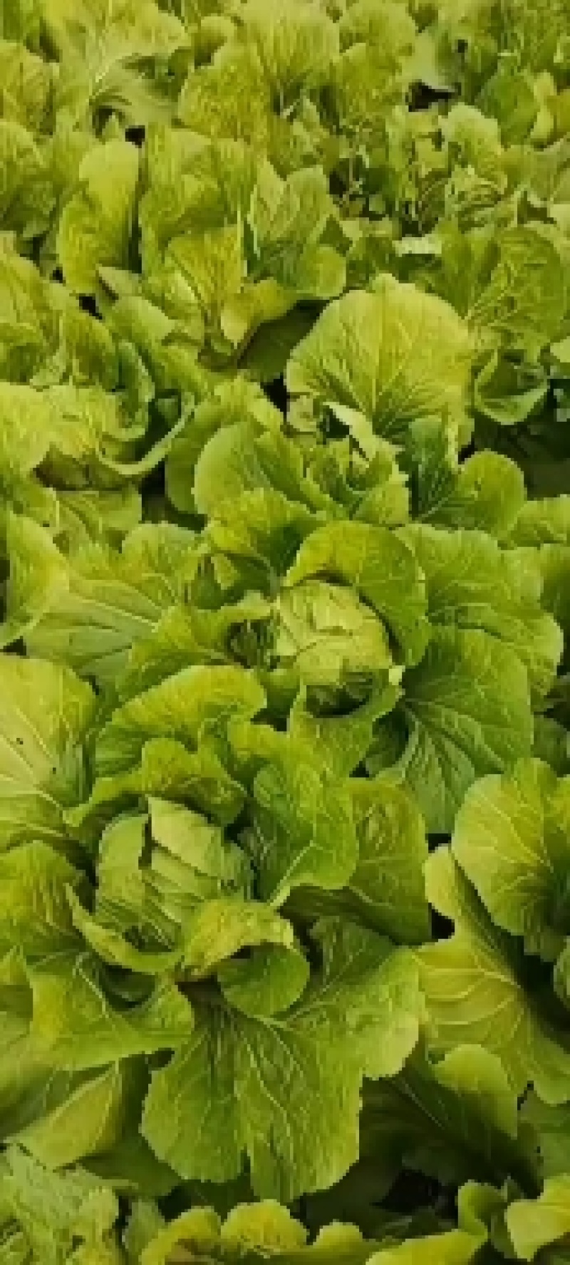 黄心白菜山东产区直供精品白菜一手货源品质保证