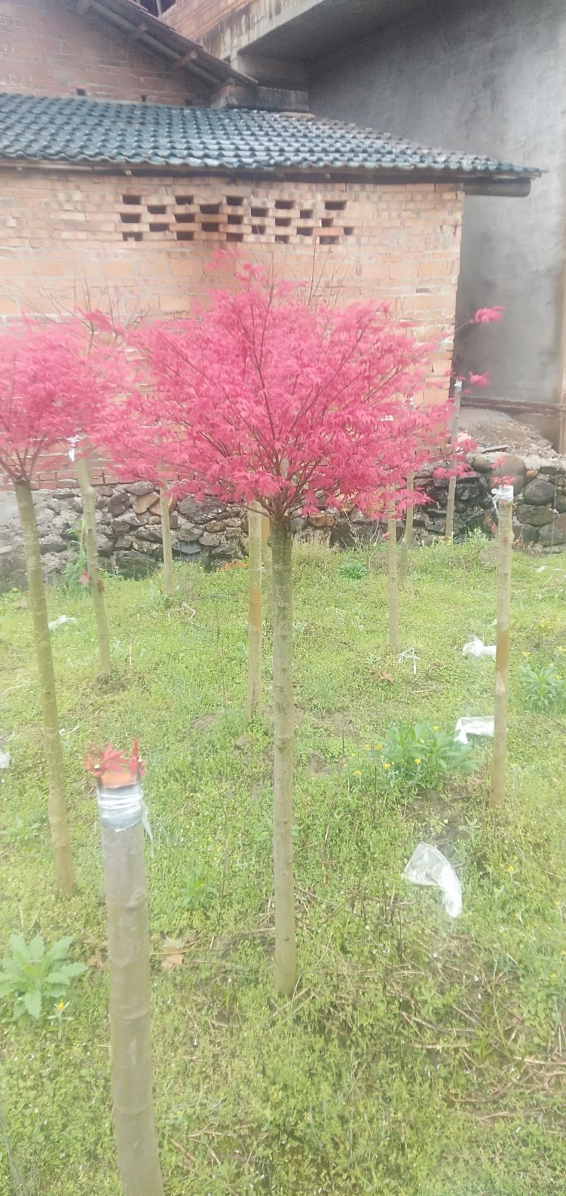 新品种红小袖红枫4—30公分大量有货……